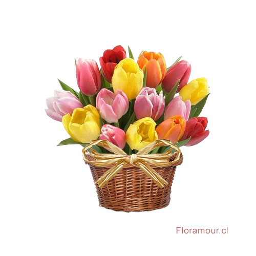 Delicada canastita con 18 tulipanes mixtos seleccionados. Sólo Santiago. Tonalidad puede variar según temporada o importación
